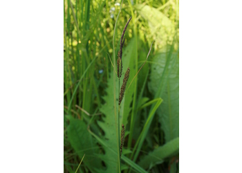 Schlanksegge (Carex acuta) - © Emanuel Trummer
